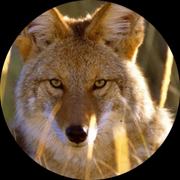 rosecoyote